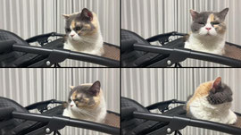 고양이 cctv