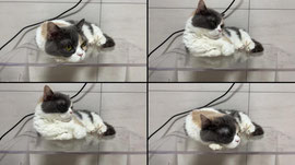 고양이 cctv