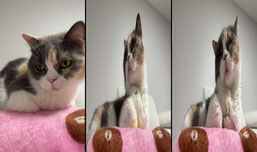 고양이 cctv