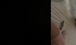 강아지 보러왕