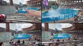 Florida trip day three Seaworld trip
