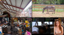 ✨HORSE RIDING & ZEBRA STREAM✨ !s for my socials