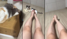 고양이 cctv