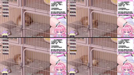 🌸1001 貓主播✨｜!拍立得｜!寫真