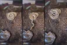 Snake Feeding 🐍