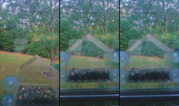 Bird Watching