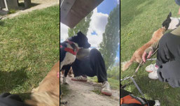 NON ASMR but dogs