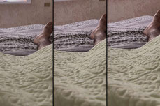 Recording Thumbnail