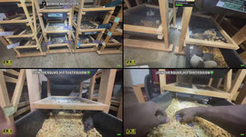 🐀🔥 POV: THE RAT ROOM IS BOOMING! 🤯🐀 | Happy Tuesday! Cleaning, Sorting & Rat Colony Updates | TAP IN! | Goldens Konstrictors Live